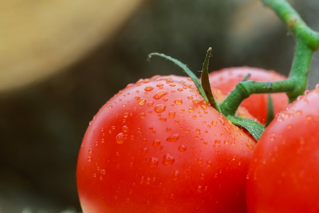 O tiro macro super dos tomates surge com gotas da água. Foco seletivo com muito