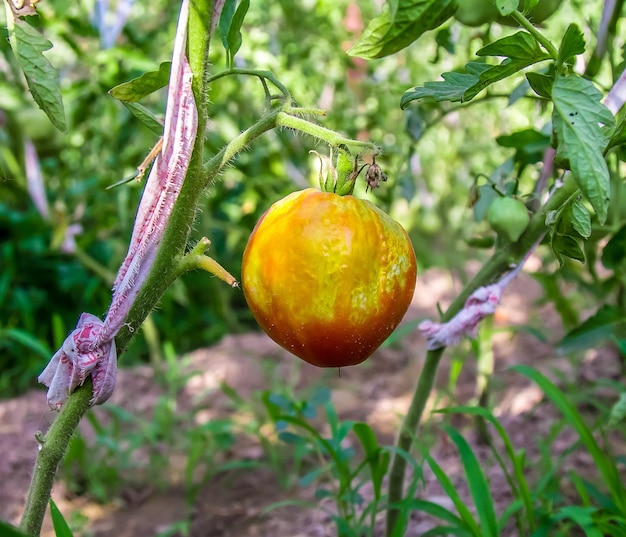 Foto o tomate é afetado pela praga tardia