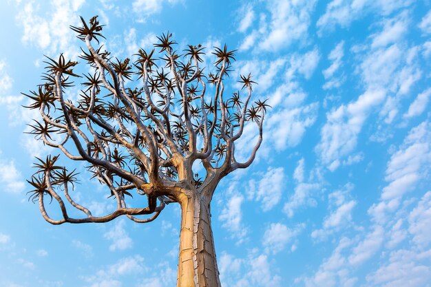 O topo da árvore quiver ou aloe dicotômica no fundo do céu. Kitmanshoop, Namíbia.