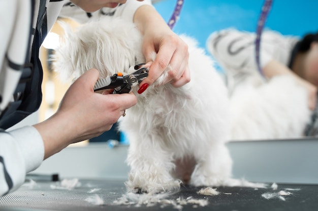 O tosador corta as garras do cachorro branco com uma tesoura