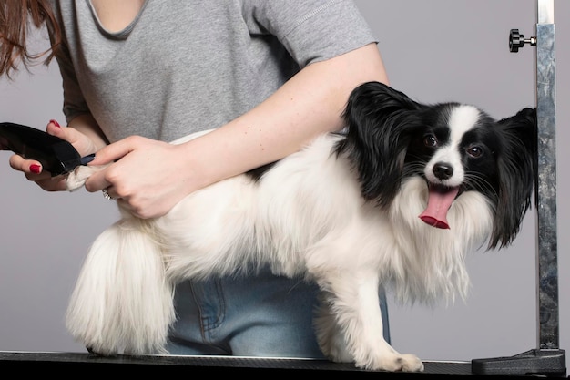 O tosador faz um corte de cabelo para o cachorro na mesa no salão de animais