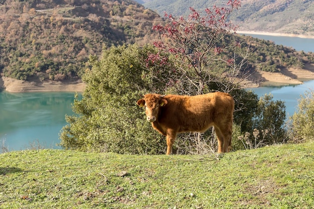 O touro jovem é pastado em um prado de montanha perto do lago closeup