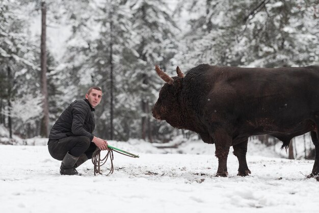 O touro lutador sussurra um homem que treina um touro em um dia de inverno nevado em um prado florestal e prepari