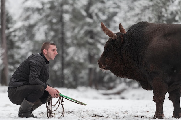 O touro lutador sussurra um homem que treina um touro em um dia de inverno nevado em um prado florestal e prepari