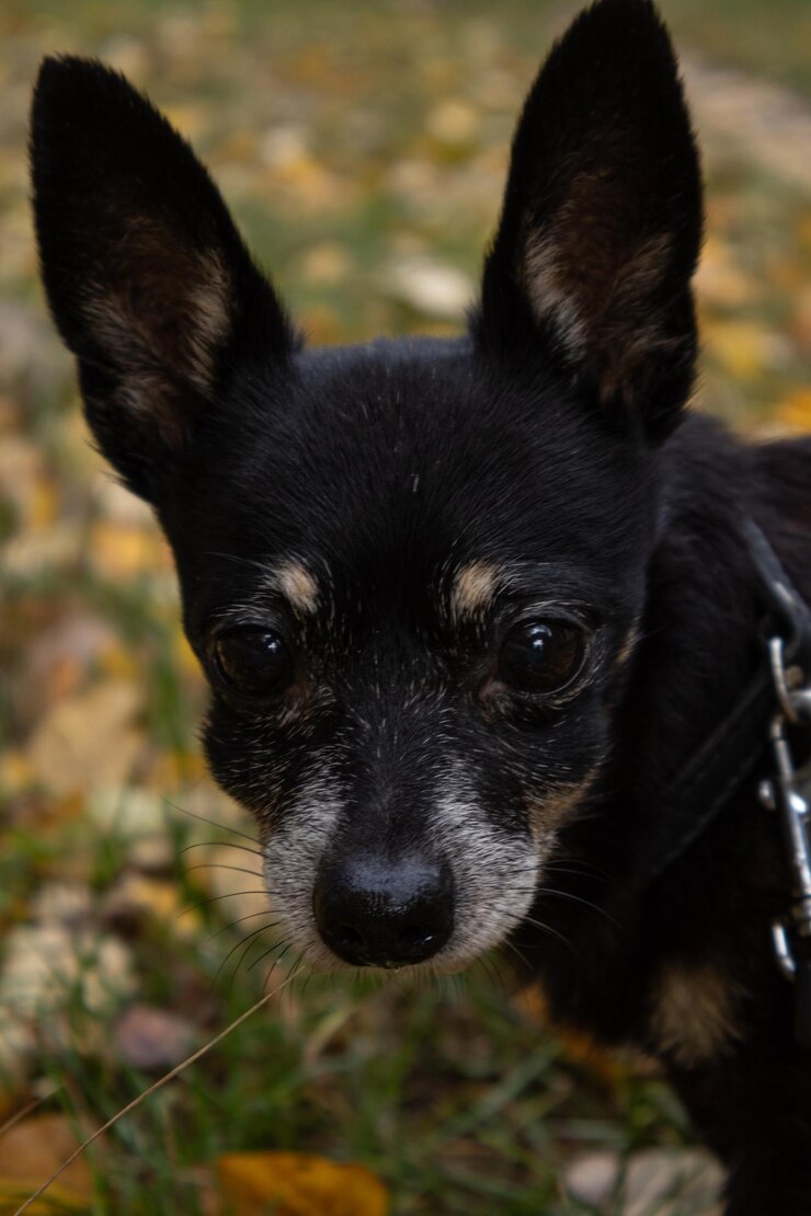 Foto o toy terrier está a andar na rua.
