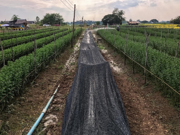 Foto o trabalhador está regando a fileira do jardim de flores com a mangueira na vista frontal da fazenda de flores local com o espaço de cópia