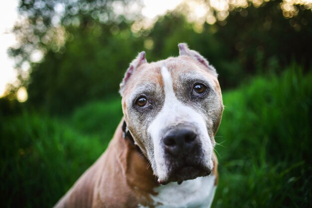 O tranquilo Staffordshire Bull Terrier entre as plantas verdes da natureza