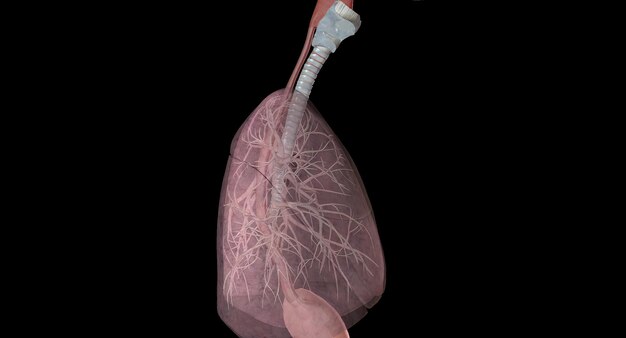 Foto o trato respiratório superior inclui o nariz ou as narinas, a cavidade nasal, a boca, a garganta