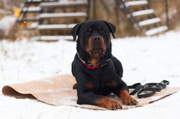 O treinamento de inverno do cão Rottweiler