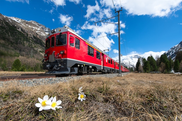 O trem vermelho do Bernina Express passa perto de Pontresina na primavera