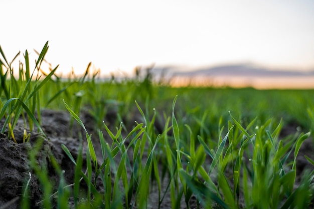 O trigo cresce em chernozem plantado no outono