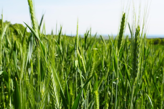 O trigo cresce no campo Triticum trigo é um gênero de plantas herbáceas anuais da família das gramíneas ou Poaceae, uma das principais culturas de grãos Fruska Gora Sérvia Agricultura e vida rural Colheita de pão