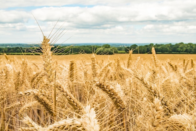 O trigo crescendo no campo contra o céu nublado