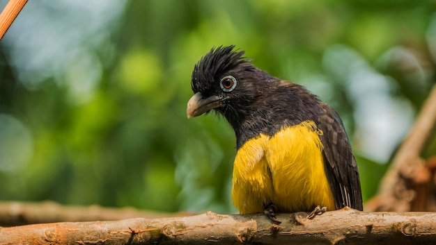 Foto o trogão-de-cabeça-preta é uma espécie de ave da família trogonidae