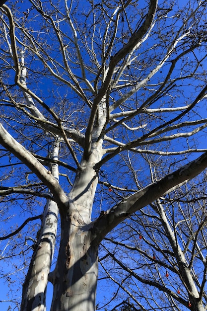 O tronco branco de um plátano sem folhagem A árvore está localizada contra um fundo de céu azul Closeup