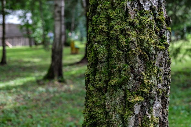 O tronco de uma árvore de vidoeiro coberto de musgo verde no lado norte, no contexto de uma floresta de árvores esparsas e grama baixa.