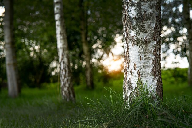 O tronco de uma árvore de vidoeiro na floresta ao pôr do sol.