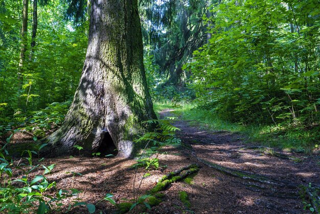 O tronco de uma velha árvore de abetos na floresta ao longo do caminho