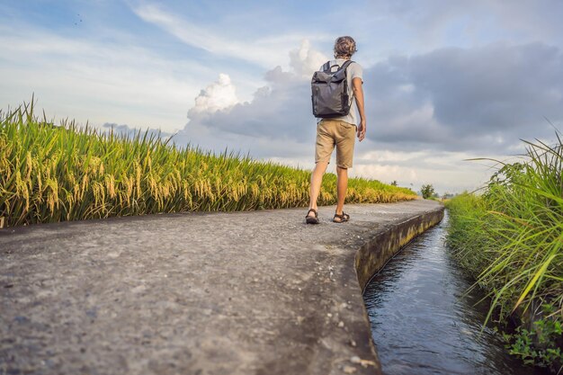 O turista masculino com uma mochila vai no campo de arroz