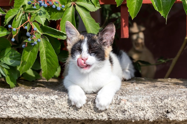 O um gatinho vadio doce sentado em cima do muro e lava closeup