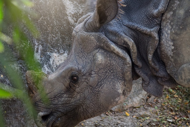 Foto o único rinoceronte velho no zoológico