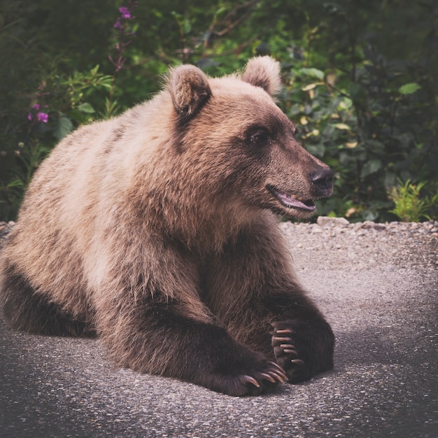 Foto o urso marrom selvagem de kamchatka, faminto e furioso, mente e desvia o olhar pronto para a mídia social