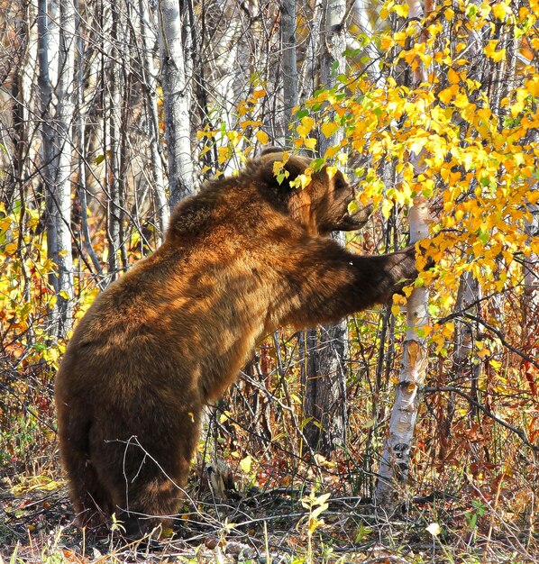 O urso marrom ursus arctos na floresta em kamchatka