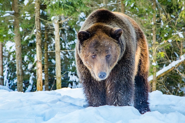 O urso pardo fica na neve perto de uma floresta de coníferas animais selvagens