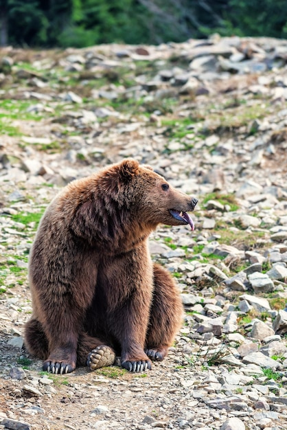 O urso pardo mostra a língua