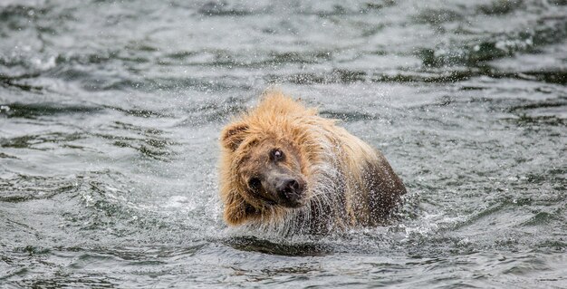 Foto o urso pardo sacode a água rodeada de salpicos. eua. alasca. parque nacional de katmai.