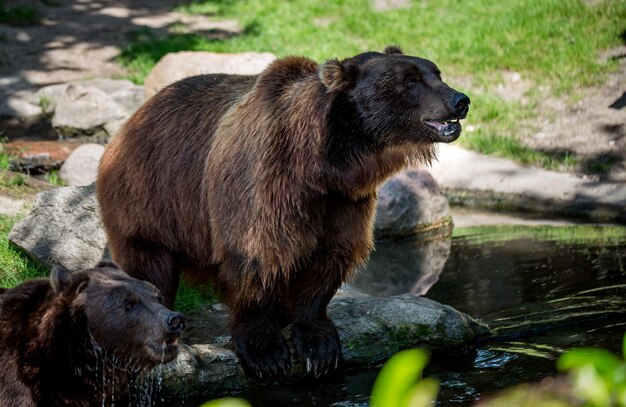 O urso pardo (Ursus arctos) é o urso mais amplamente distribuído e é encontrado em grande parte do norte da Eurásia e da América do Norte.