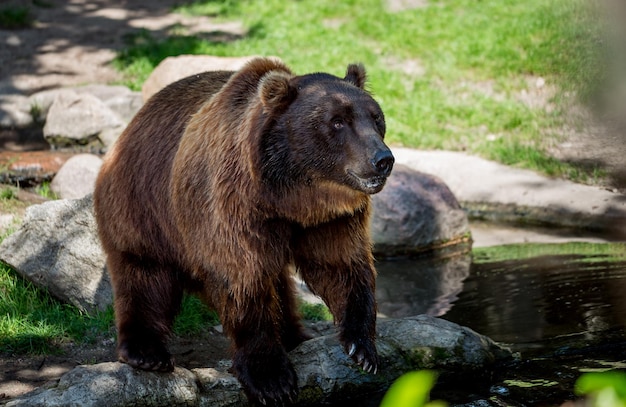 O urso pardo (Ursus arctos) é o urso mais amplamente distribuído e é encontrado em grande parte do norte da Eurásia e da América do Norte.