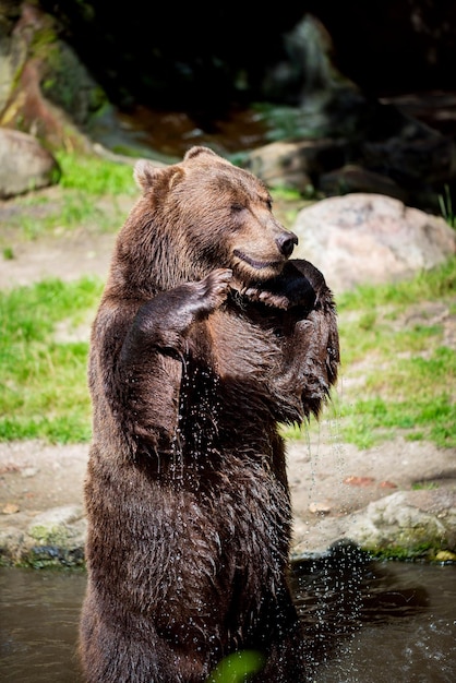 O urso pardo (Ursus arctos) é o urso mais amplamente distribuído e é encontrado em grande parte do norte da Eurásia e da América do Norte.