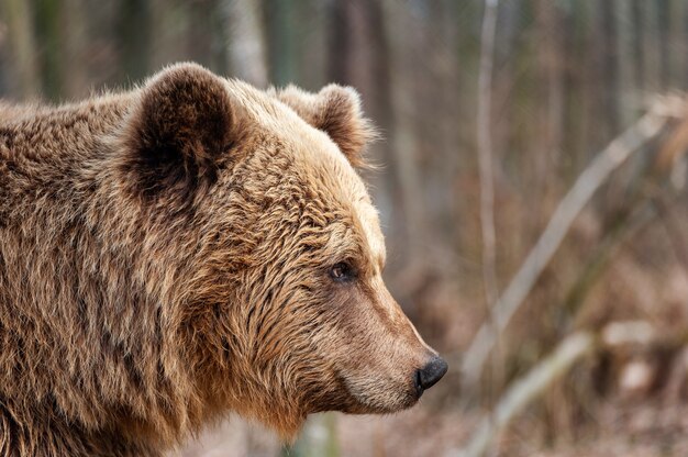 Foto o urso pardo (ursus arctos), grande macho, caminhando na floresta
