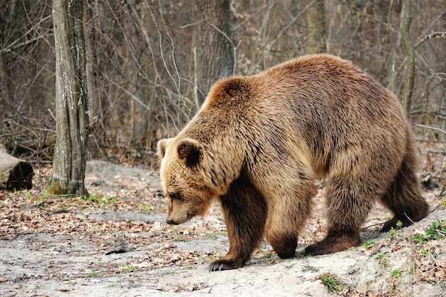 O urso pardo (ursus arctos), grande macho, caminhando na floresta