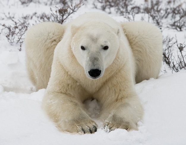 O urso polar está deitado na neve na tundra. Canadá. Parque Nacional de Churchill.