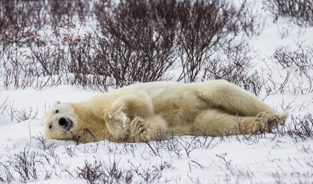 O urso polar está deitado na neve na tundra. canadá. parque nacional de churchill.