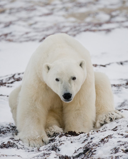 Foto o urso polar está sentado na neve na tundra. canadá. parque nacional de churchill.