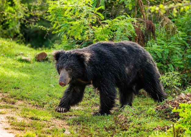 O urso-preguiça do Sri Lanka Melursus ursinus inornatus está caminhando ao longo da estrada no Parque Nacional de Yala, Sri Lanka