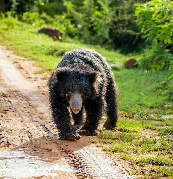 O urso-preguiça do Sri Lanka Melursus ursinus inornatus está caminhando ao longo da estrada no Parque Nacional de Yala, Sri Lanka