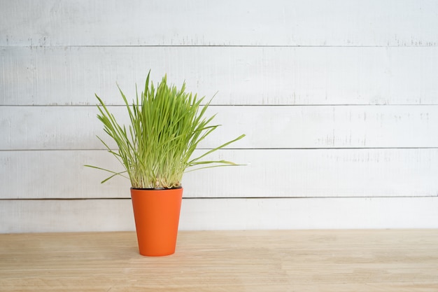 O vaso de flores de laranja com verdes em cima da mesa fica em um fundo branco da parede de madeira. Copie o espaço