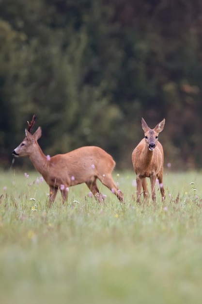 Foto o veado na natureza