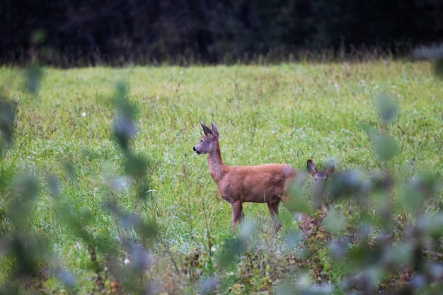 O veado olha para a floresta