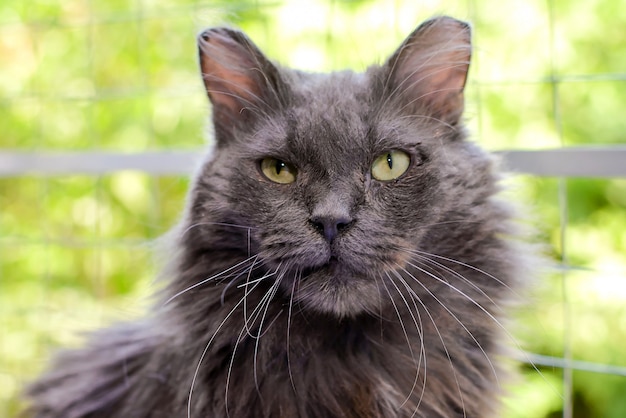 O velho gato cinzento