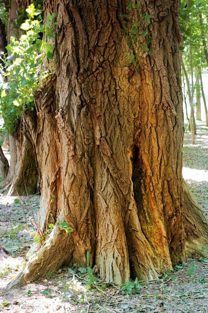 O velho toco, coberto por um musgo na floresta. Manhã