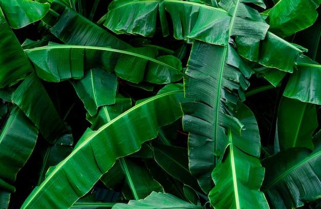 O verde da banana deixa o fundo da textura. Folha de bananeira na floresta tropical. Folhas verdes com lindas