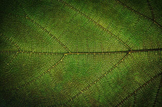 O verde deixa a fibra da textura e da folha, papel de parede pelo detalhe de folha verde.