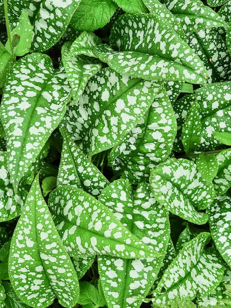 O verde deixa com as manchas brancas do fundo do leopardo da variedade de Pulmonaria saccharata. O verde deixa a textura.