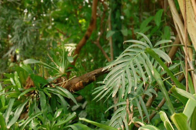 O verde deixa o fundo