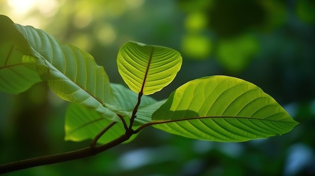 O verde deixa o fundo